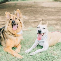 Dallas Pets Alive