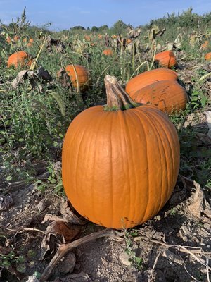 Clarke's Family Farm by null