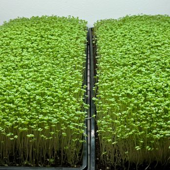 Tampa Bay Sprouting - Specialty Food Near Me - Kenneth City, Florida Tampa Bay Sprouting - Specialty Food Near Me - Kenneth City, Florida