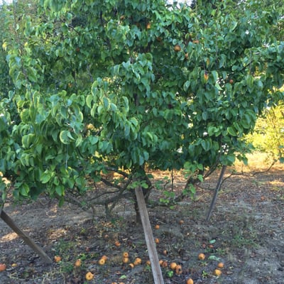 LUTHER BURBANK’S GOLD RIDGE EXPERIMENT FARM Updated March 2025 17