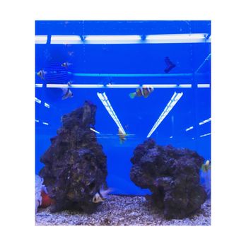 Petco - Pet Groomers Near Me - Rego Park, New York