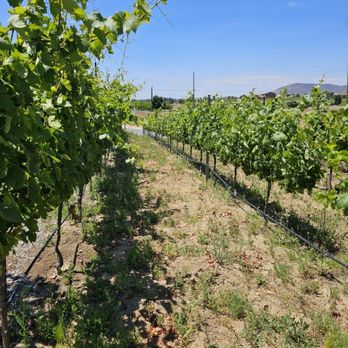 BOTTAIA Winery - One of the many rows of the vineyard. - Wine Tasting Room Near Me - Temecula, California