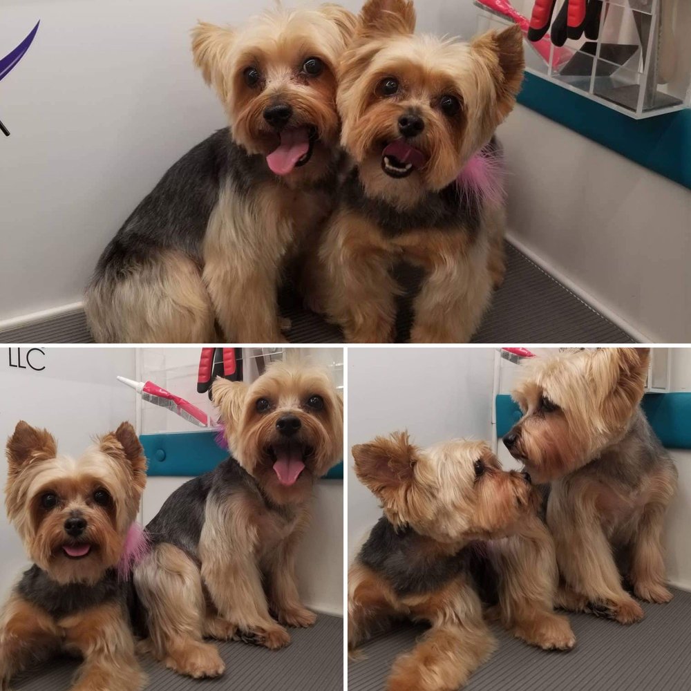 DAPPER DOG MOBILE GROOMING SERVICE Whispering Pines, North Carolina