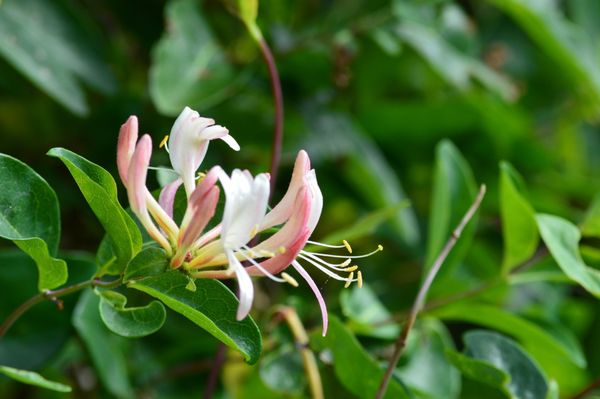 Memorial University Botanical Garden by null