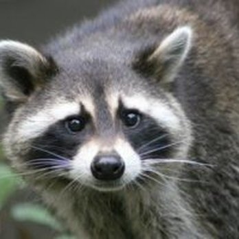 Icon Wildlife Removal & Pest Control - Raccoon Removal Toronto - Wildlife Control Near Me - Toronto, Ontario Icon Wildlife Removal & Pest Control - Raccoon Removal Toronto - Wildlife Control Near Me - Toronto, Ontario