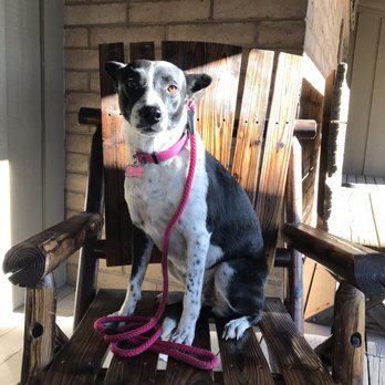 Black Bart's RV Park - Lulu in front of Black Bart's Restaurant - Campgrounds Near Me - Flagstaff, Arizona Black Bart's RV Park - Lulu in front of Black Bart's Restaurant - Campgrounds Near Me - Flagstaff, Arizona