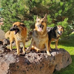 Frontier Dog & Co - Here's our ranch doggies.