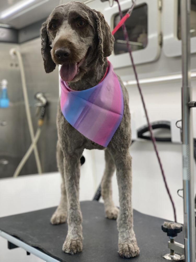 Mobile Pet Grooming Victoria Tx at Thelma Higuchi blog