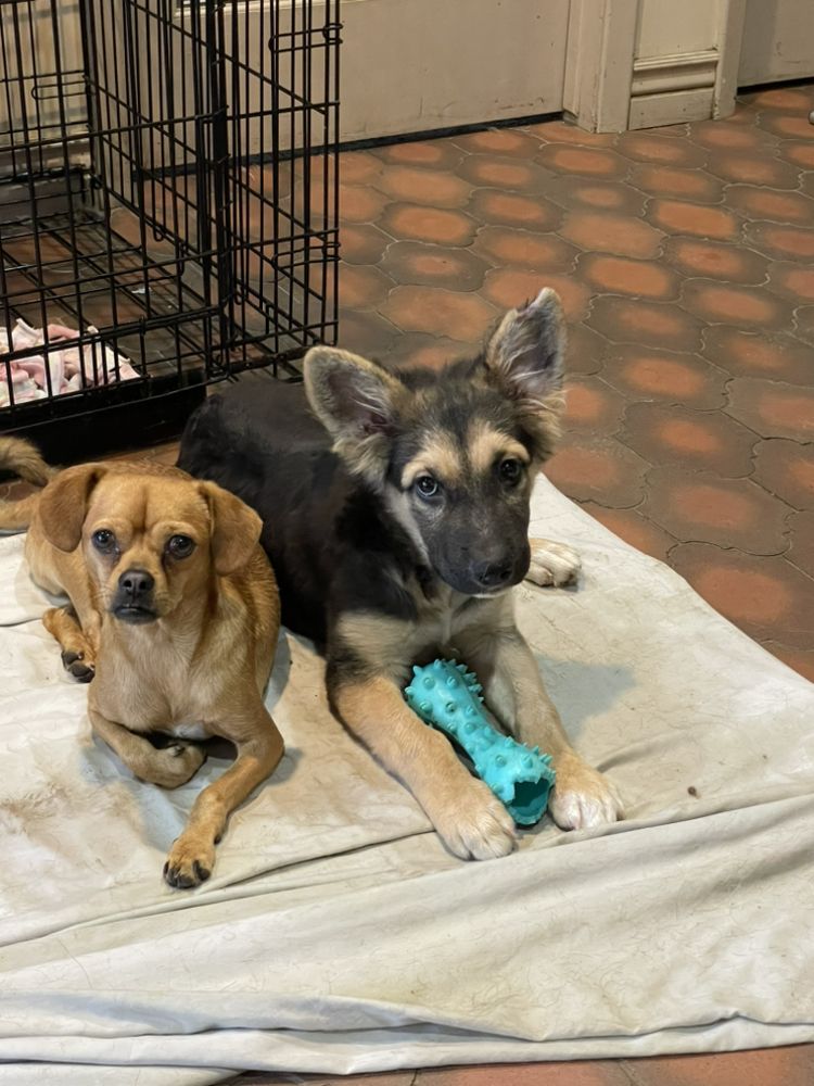 GOT YOUR SIX K9 RESCUE 19 Photos 3901 E Anne St, Phoenix, Arizona