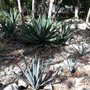 Photo of Jardín Botánico Regional Roger Orellana
