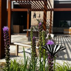 Inside Out Landscape Design - Zebra swallowtail pollinating alongside outdoor space featuring corten steel beams