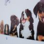Adi Pet Care
