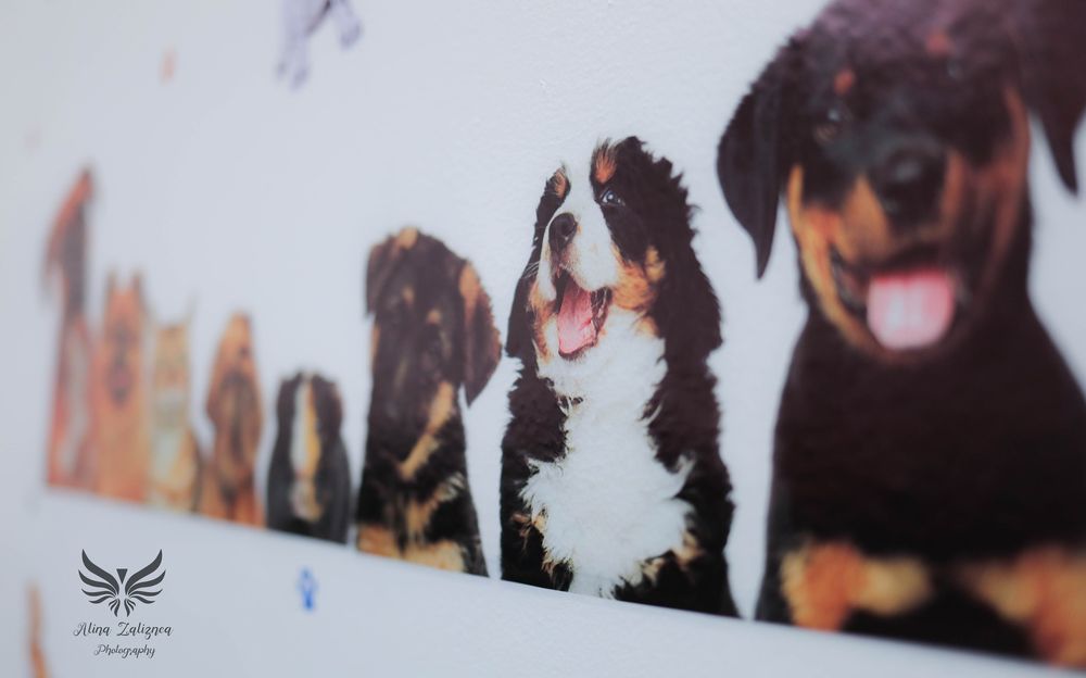 Adi Pet Care - pet boarding facility in Hollywood, FL