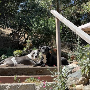 Joybound People & Pets - Animal Shelters Near Me - Walnut Creek, California