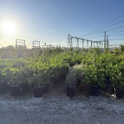 EJ Growers - Even more trees