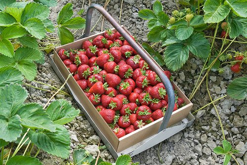 Biringer Farms by null