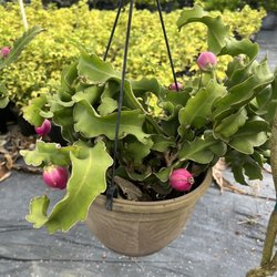 SunnyDays Nursery & Landscaping - Cactus with no name they told me
