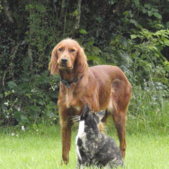 Newpark House - Beautiful Rua & her pet kitty!  Rua made sure she knew where her kitty was at all times! - Bed & Breakfast Near Me - Ennis, CE