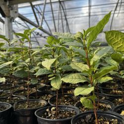 Table Rock Tea Company - Tea plants growing