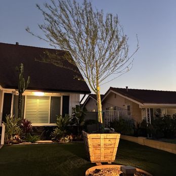 Tree Services Flores - 40-Gallon Palo Verde the evening before being planted. - Tree Services Near Me Tree Services Flores - 40-Gallon Palo Verde the evening before being planted. - Tree Services Near Me