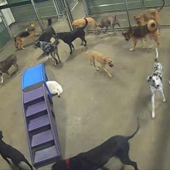 Camp Bow Wow Temecula - Pet Training Near Me - Temecula, California Camp Bow Wow Temecula - Pet Training Near Me - Temecula, California
