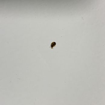 Kimpton Brice Hotel - Bedbug #2. This one was named Cynthia. - Hotels Near Me - Savannah, Georgia Kimpton Brice Hotel - Bedbug #2. This one was named Cynthia. - Hotels Near Me - Savannah, Georgia
