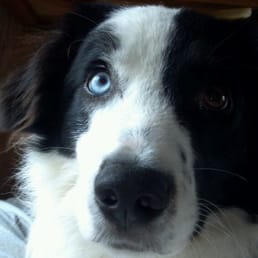 Jenny's favorite dog