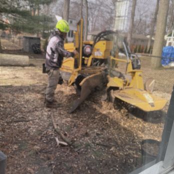 Spears Tree Service - Tree Services Near Me - Plymouth, Michigan Spears Tree Service - Tree Services Near Me - Plymouth, Michigan