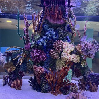 Maritime Aquarium - Gorgeous, marine life- looks like a painting no? - Aquariums Near Me - Norwalk, Connecticut Maritime Aquarium - Gorgeous, marine life- looks like a painting no? - Aquariums Near Me - Norwalk, Connecticut