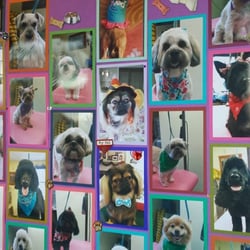 The Country Groomer & Kennels - Our board of some of our beautiful pets that come in.
