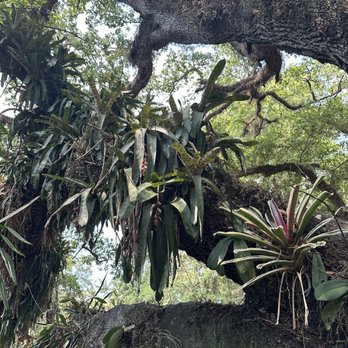 Flamingo Gardens - Botanical Gardens Near Me - Davie, Florida