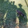 Photo of West Coast Falconry