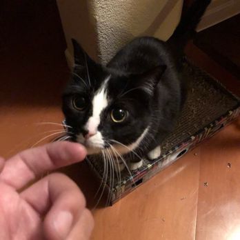 The Comforted Kitty - Pet Sitting Near Me