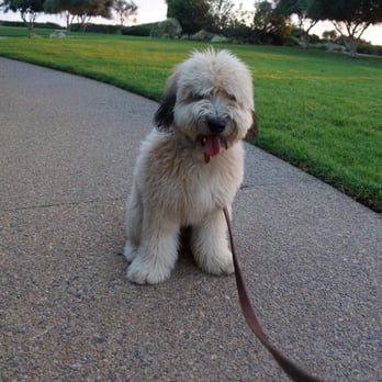 K9 Companions - Pet Training Near Me - Perris, California K9 Companions - Pet Training Near Me - Perris, California