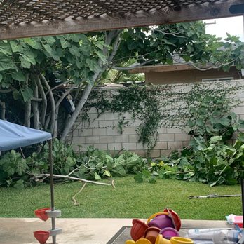 Paez Tree Service - Tree Services Near Me - Anaheim, California