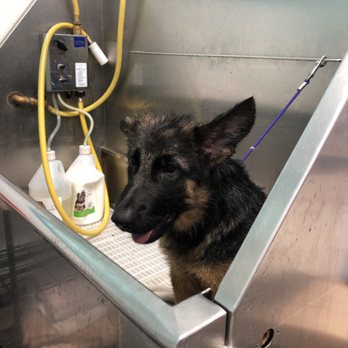 aussie bernese mountain dog