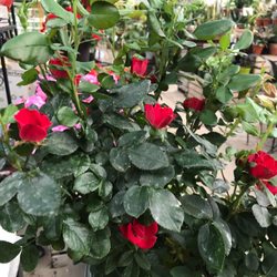 Barry's Greenhouses & Landscaping