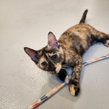 Kona Kat Cafe - Play time - Pet Adoption Near Me - Kailua-Kona, Hawaii