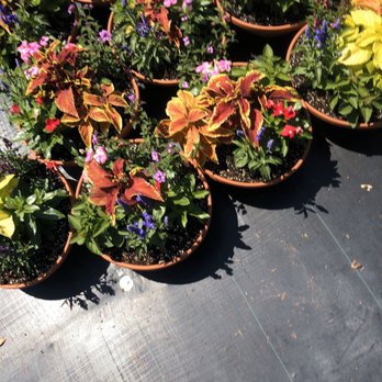Holiday's Nursery & Landscaping - Nurseries & Gardening Near Me - Jacksonville, Florida Holiday's Nursery & Landscaping - Nurseries & Gardening Near Me - Jacksonville, Florida