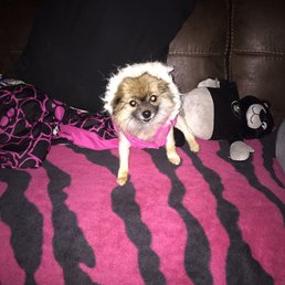 She loves her groomer! She loves her groomer!