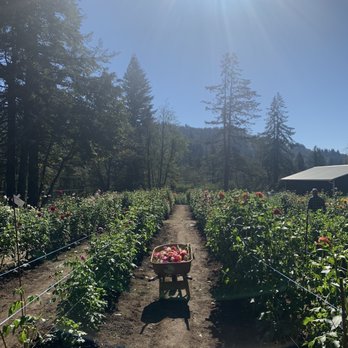Jamie's Dahlias - Dahlia's - Florists Near Me - Washougal, Washington