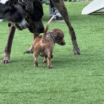 Zoomies - Dog Parks Near Me - Houston, Texas Zoomies - Dog Parks Near Me - Houston, Texas
