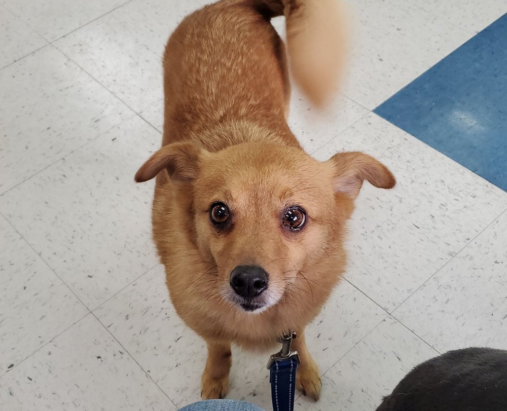 COMPANION PET CLINIC 47 Reviews 3068 Lancaster Dr NE, Salem, OR Yelp