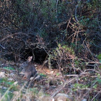 Mount Diablo State Park - Where's the bunny?? - Parks Near Me - Clayton, California Mount Diablo State Park - Where's the bunny?? - Parks Near Me - Clayton, California