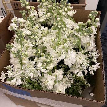 Jj Studio - White stock bud vases - Florists Near Me - Pleasanton, California Jj Studio - White stock bud vases - Florists Near Me - Pleasanton, California
