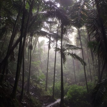 El Yunque Rainforest - El  Yunque trail - Hiking Near Me - Luquillo, Puerto Rico
