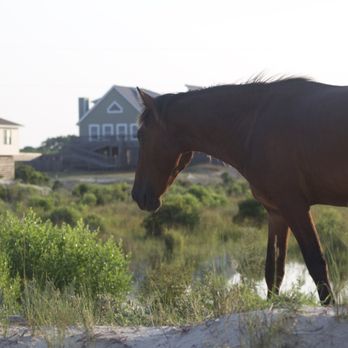Wild Horse Adventure Tours - Tours Near Me - Corolla, North Carolina