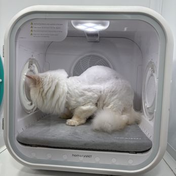 Dakota Mobile Pet Grooming - A happy kitty enjoying our automatic dryer - Pet Groomers Near Me - Austin, Texas Dakota Mobile Pet Grooming - A happy kitty enjoying our automatic dryer - Pet Groomers Near Me - Austin, Texas