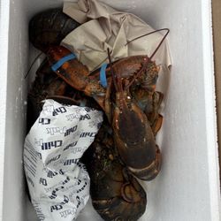 The Lobster Trap