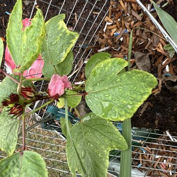 Garden Exchange Stands - Roselle hibiscus - Community Gardens Near Me - Mesa, Arizona